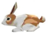 Image:Pet RabbitB.PNG